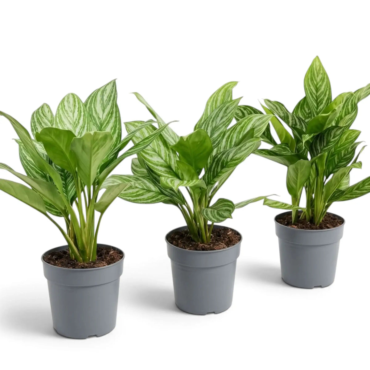 Drei mittelgroße Aglaonema 'Stripes' mit breiten grünen Blättern und hellen Bändern entlang der Blattadern
