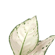 Aglaonema 'White joy' leaf detail on white background.