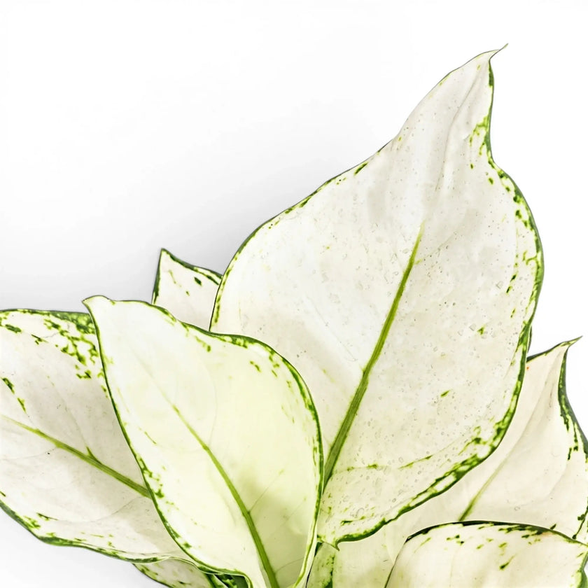 Nahaufnahme der weiß-grün gemusterten Blätter von Aglaonema White Joy.