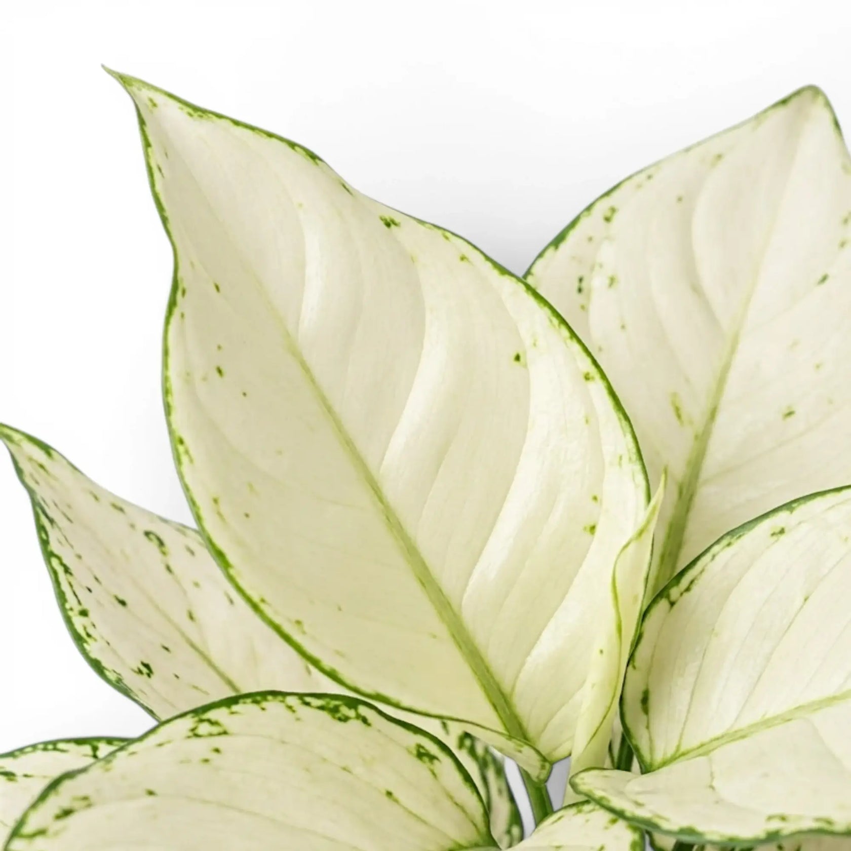 Nahaufnahme der weiß-grün gemusterten Blätter von Aglaonema White Joy.