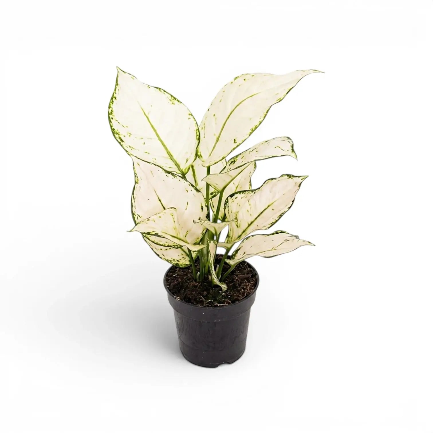 Aglaonema White Joy mit weiß-grün gemusterten Blättern im Kulturtopf.