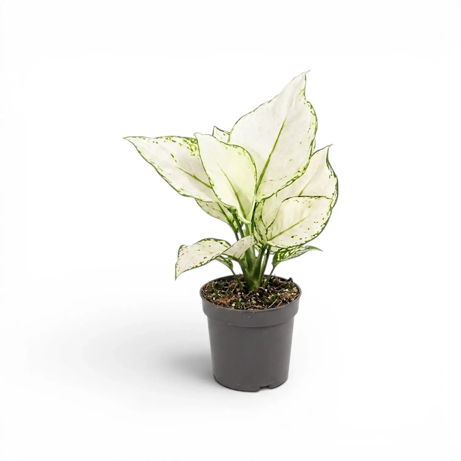 Aglaonema White Joy mit weiß-grün gemusterten Blättern im Kulturtopf.
