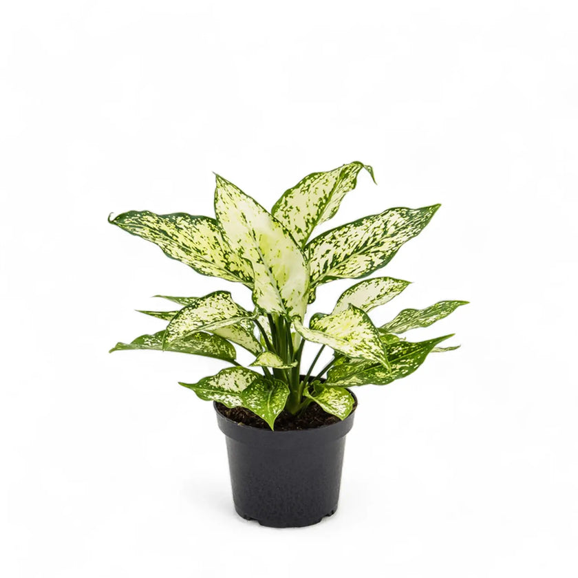 Aglaonema 'White Kiwi' Zimmerpflanze im Anzuchttopf vor weißem Hintergrund, Produktfoto 2.