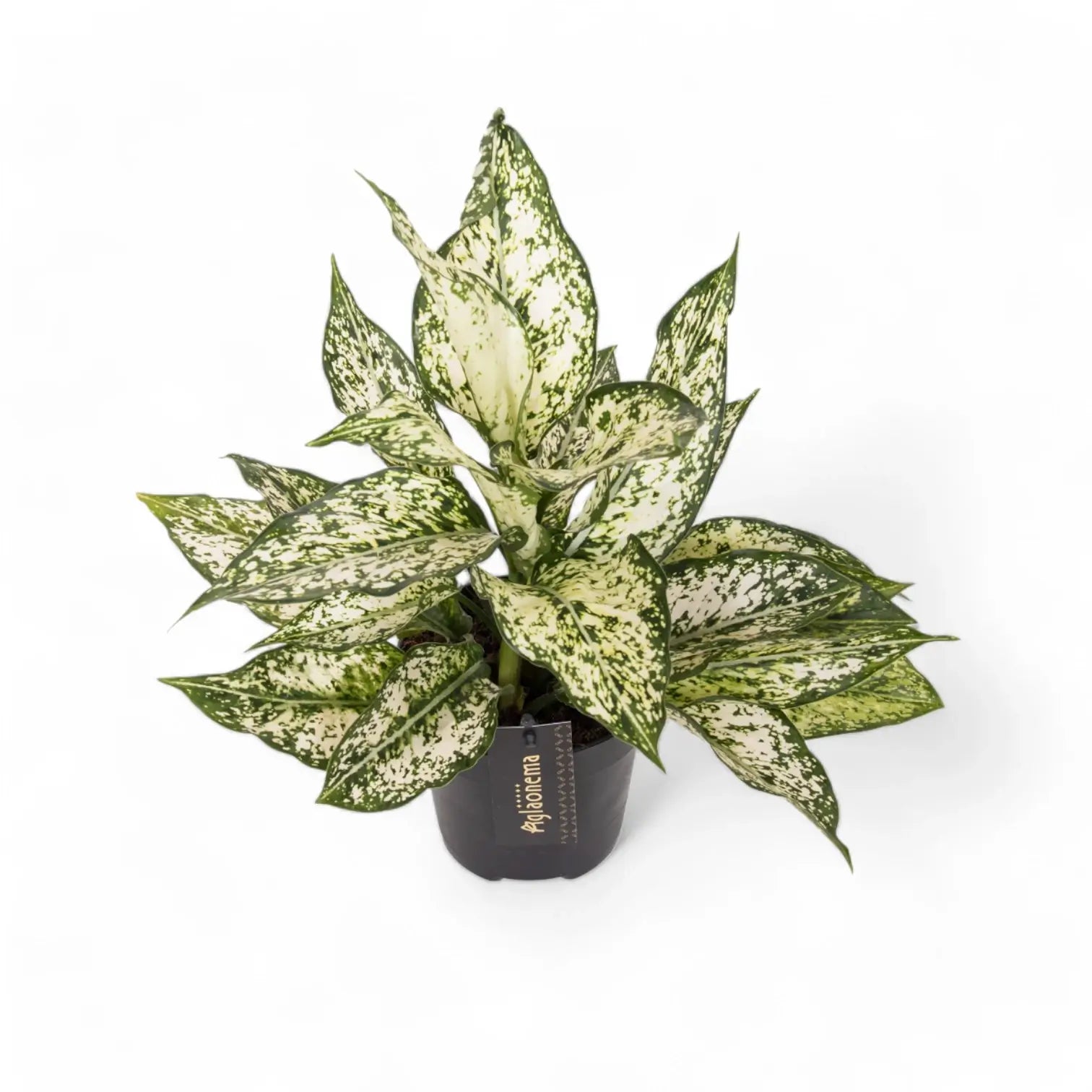 Aglaonema 'White Kiwi' potted plant in nursery pot on white background.