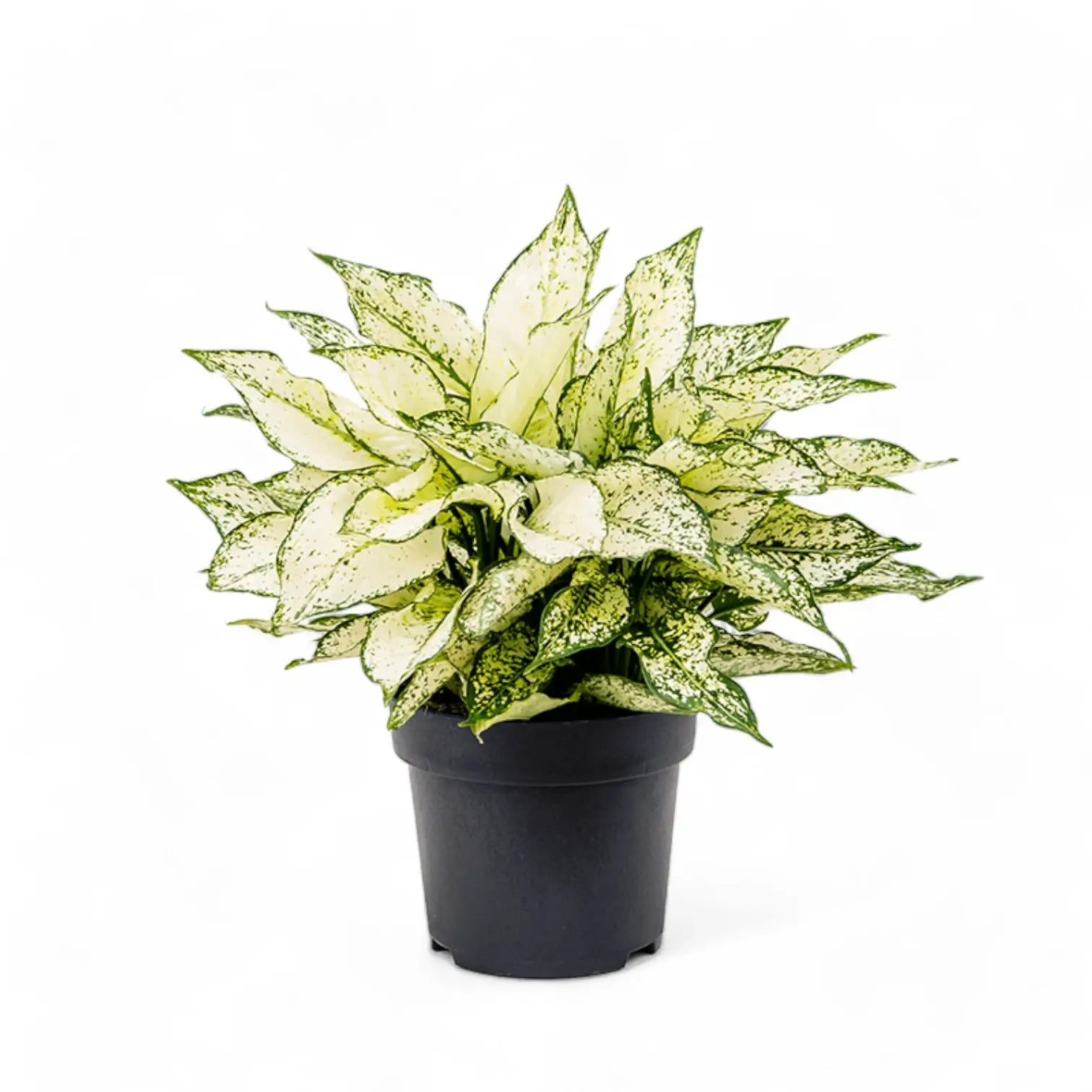 Aglaonema 'White Kiwi' potted plant in nursery pot on white background.