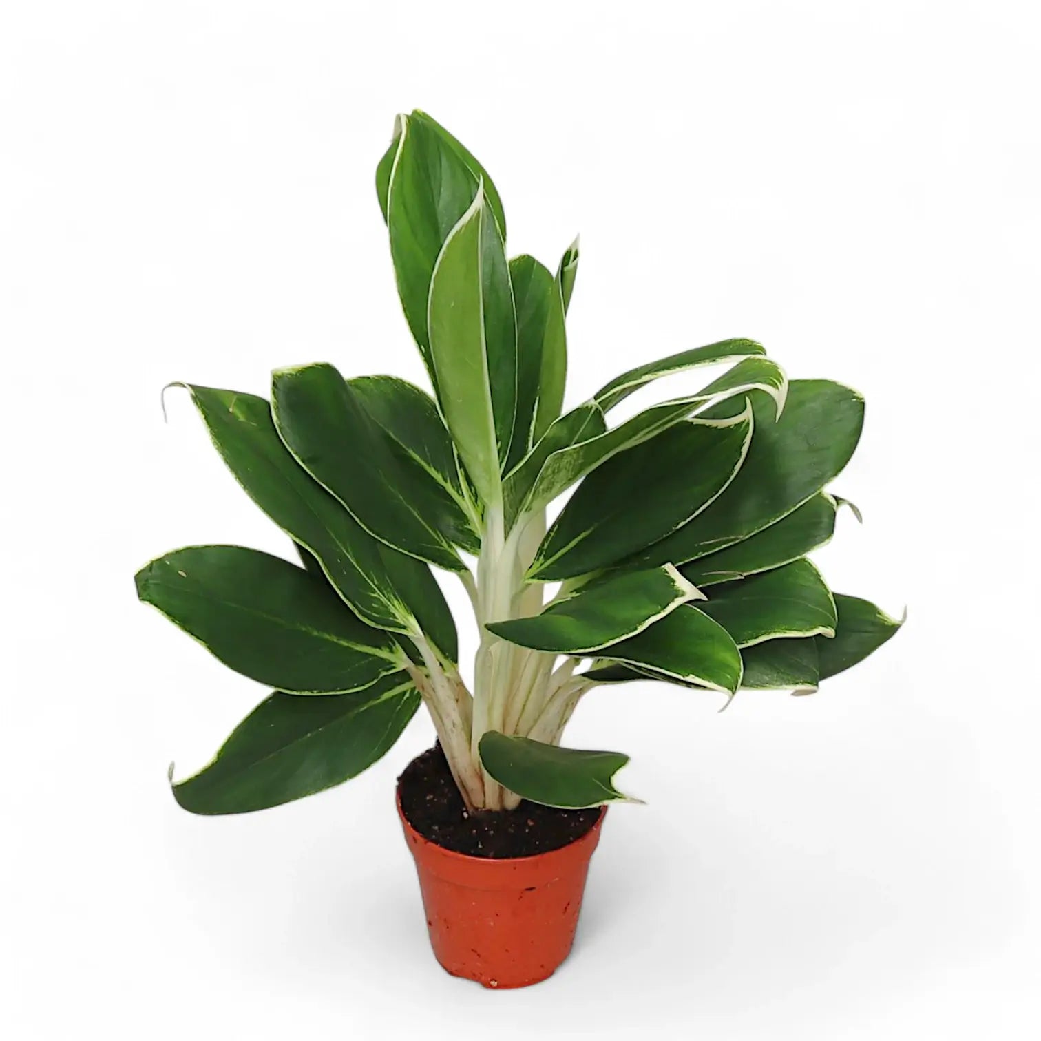 Aglaonema 'White Lime' potted plant in nursery pot on white background.