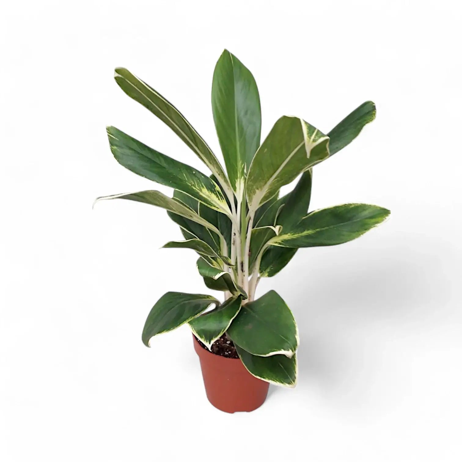 Aglaonema 'White Lime' potted plant in nursery pot on white background.