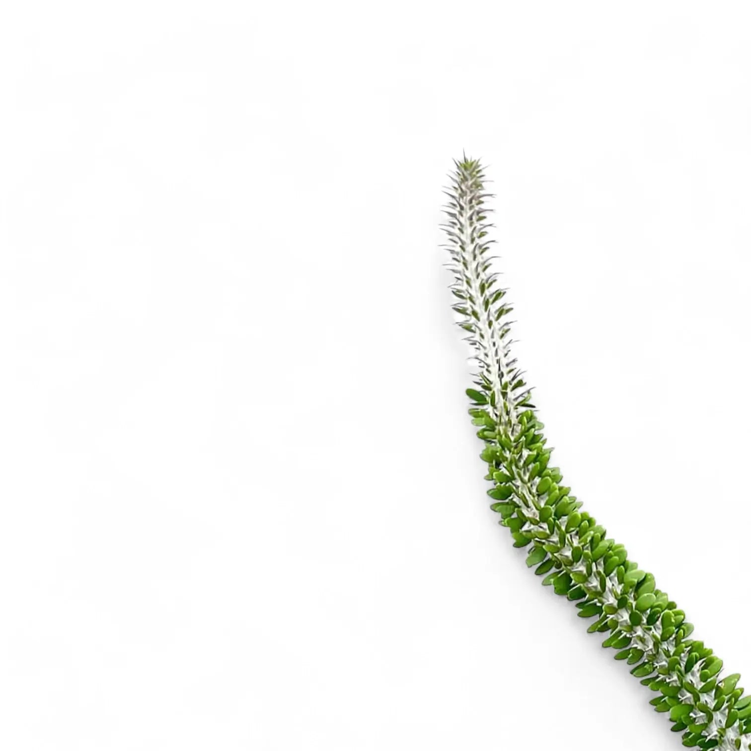 Alluaudia procera leaf close-up on white background.