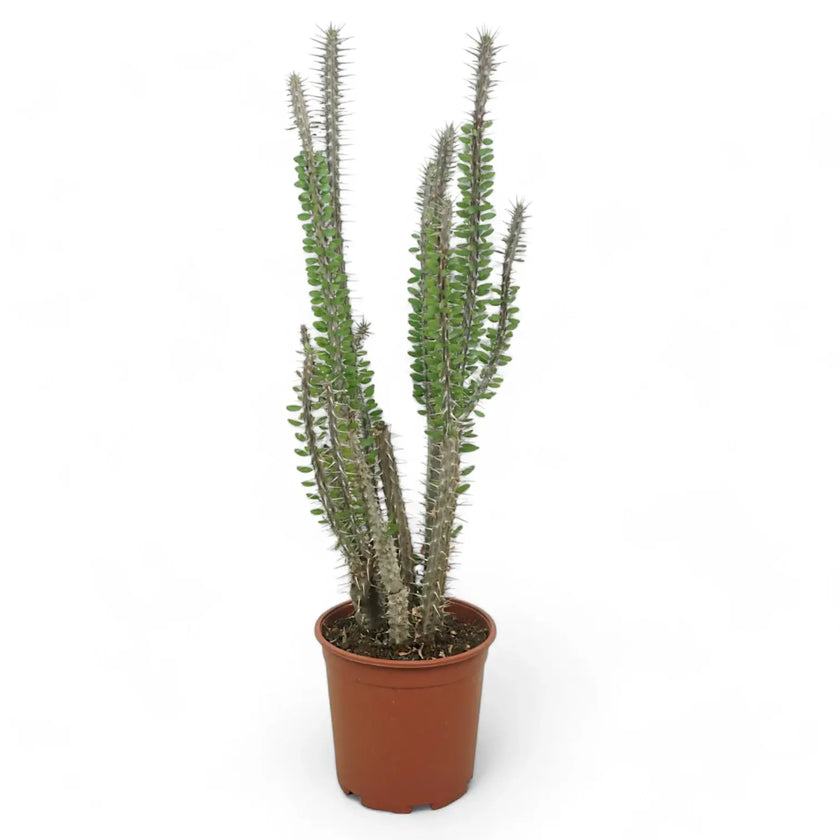 Alluaudia procera potted plant in nursery pot on white background.