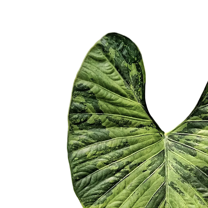 Alocasia alba variegata leaf detail on white background.