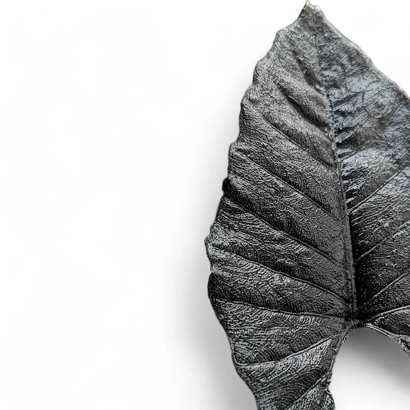 Alocasia 'Antoro velvet' close-up of leaf on white background.