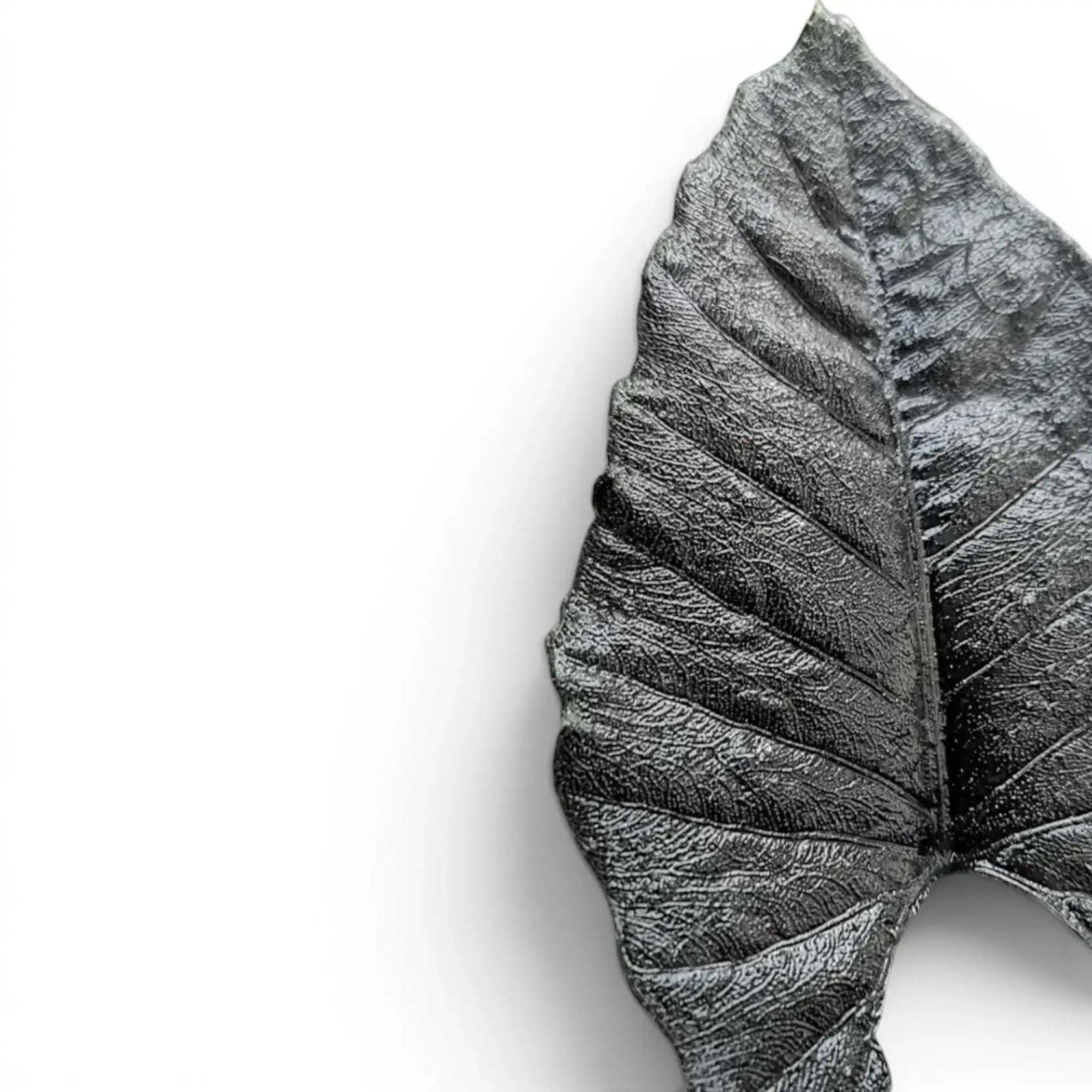 Close-up of Alocasia Antoto Velvet leaf with almost black colouration and textured surface on a white background