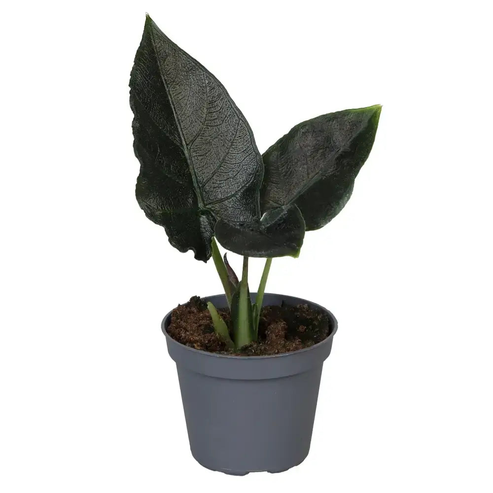 Alocasia 'Antoro velvet' – Zimmerpflanze im Kulturtopf auf weißem Hintergrund, Produktfoto 3.