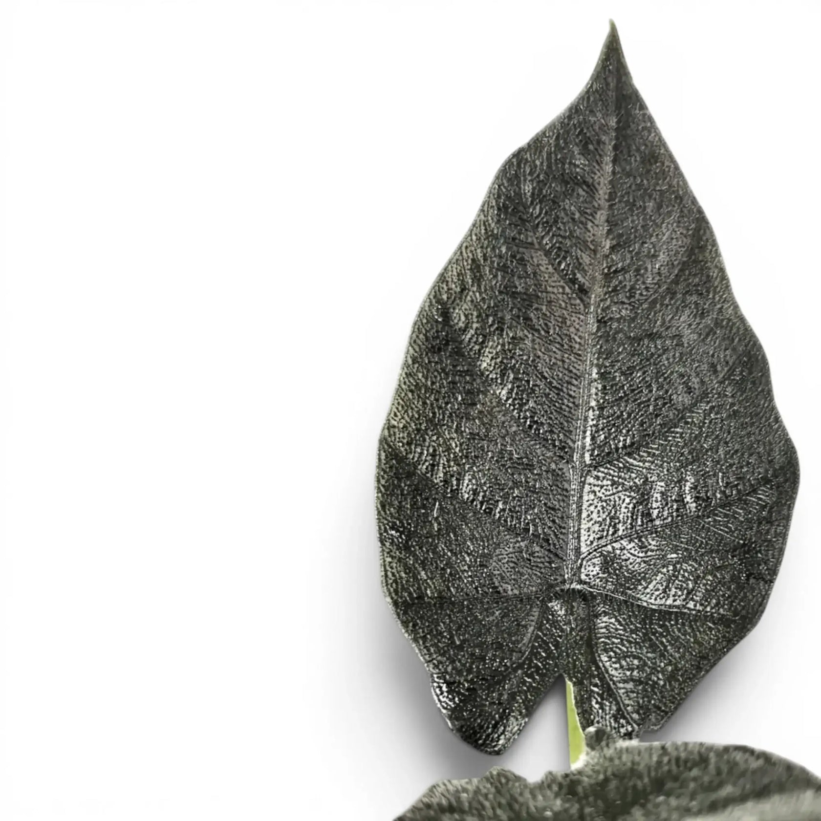 Close-up of Alocasia Antoto Velvet leaf with almost black colouration and pubescent surface on a white background