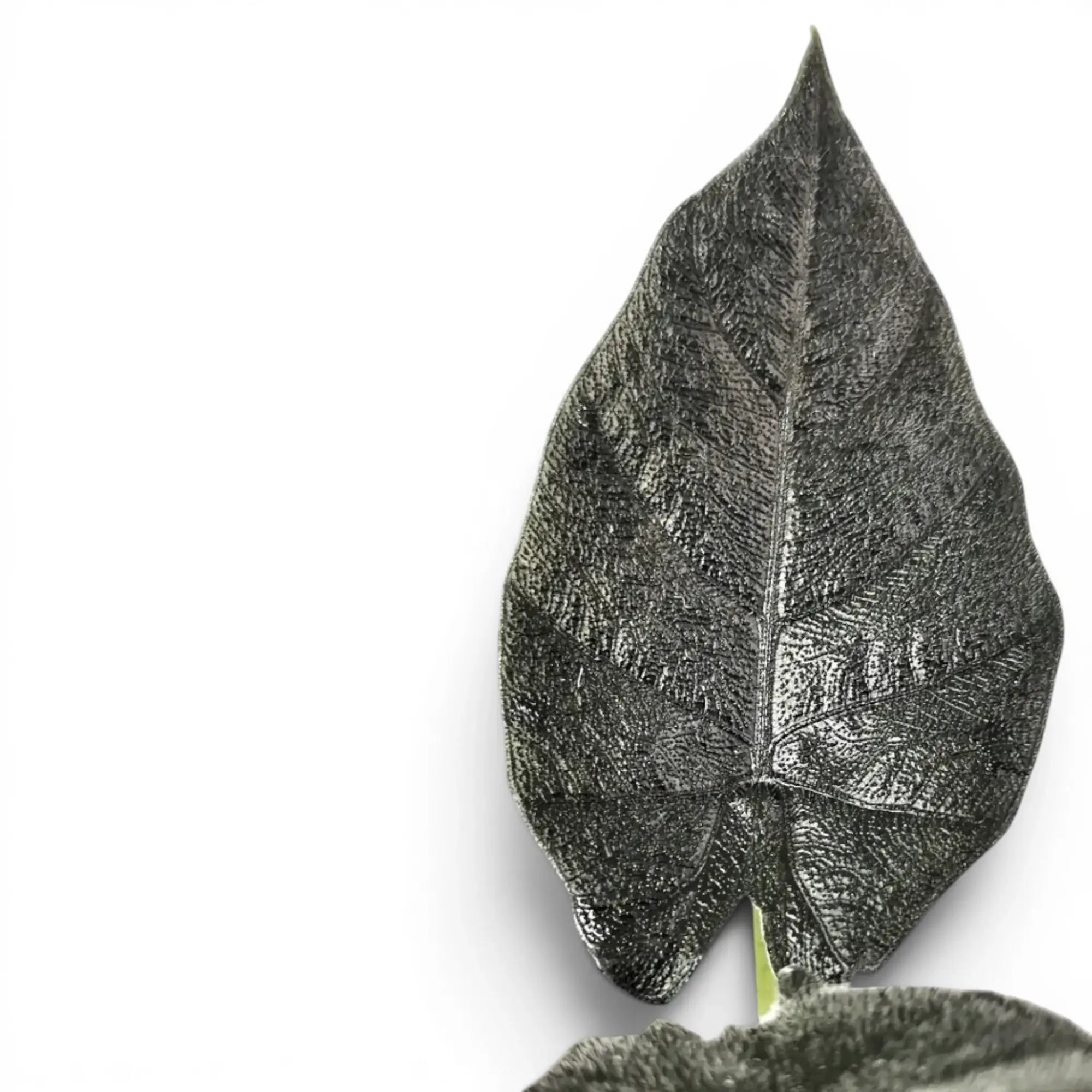Nahaufnahme eines Blatts von Alocasia Antoto Velvet mit fast schwarzer Färbung und fein behaarter Oberfläche vor weißem Hintergrund