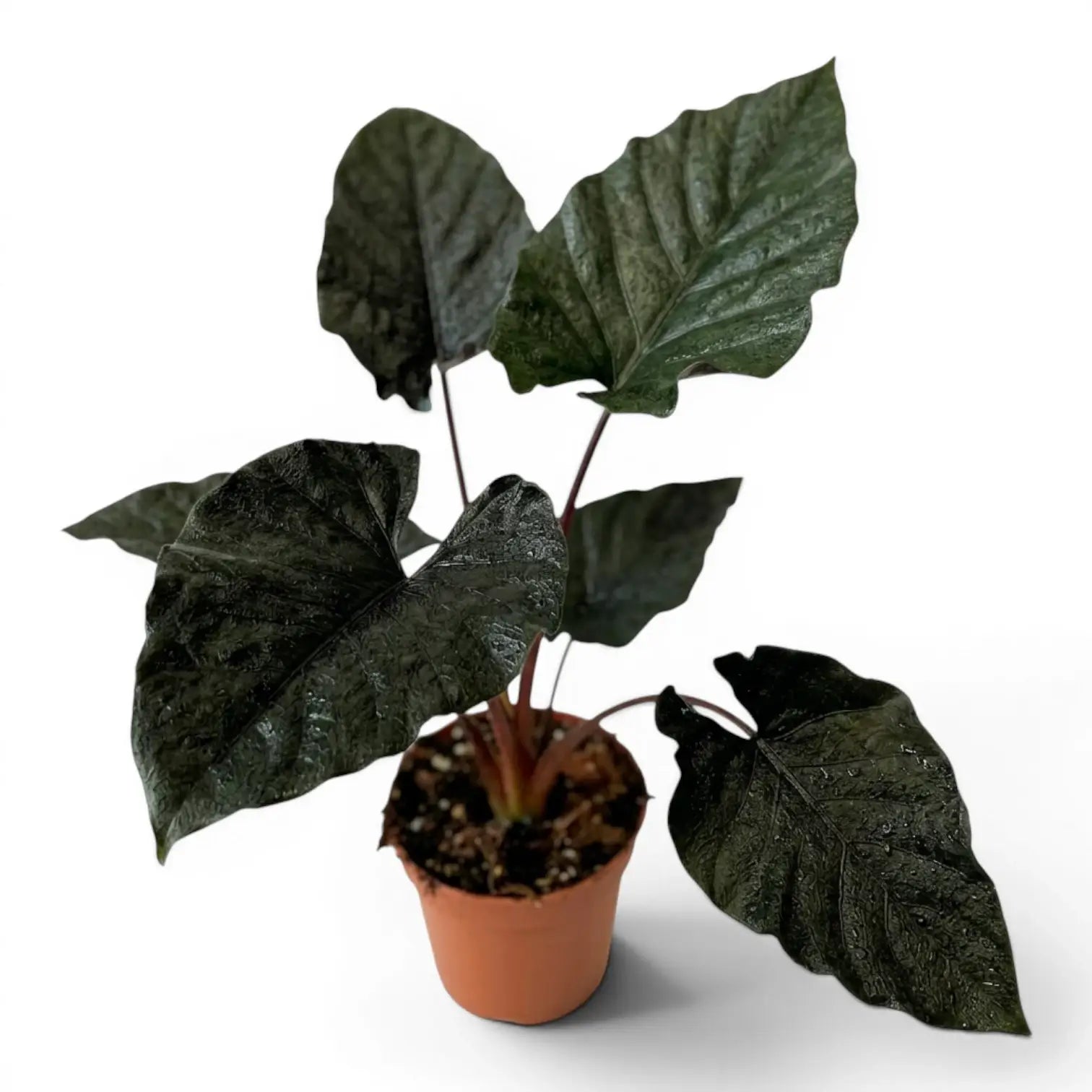 Large potted Alocasia Antoto Velvet plant with dark green leaves on a white background
