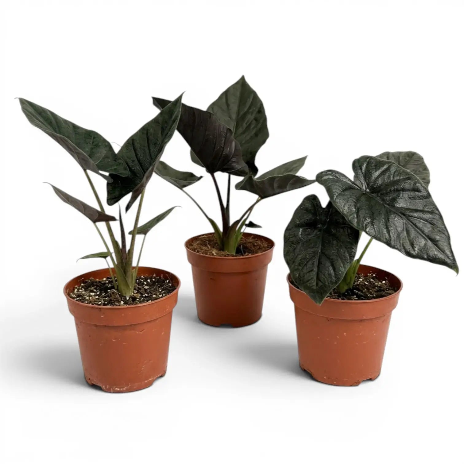 Three potted Alocasia Antoro Velvet plants with dark green leaves on a white background