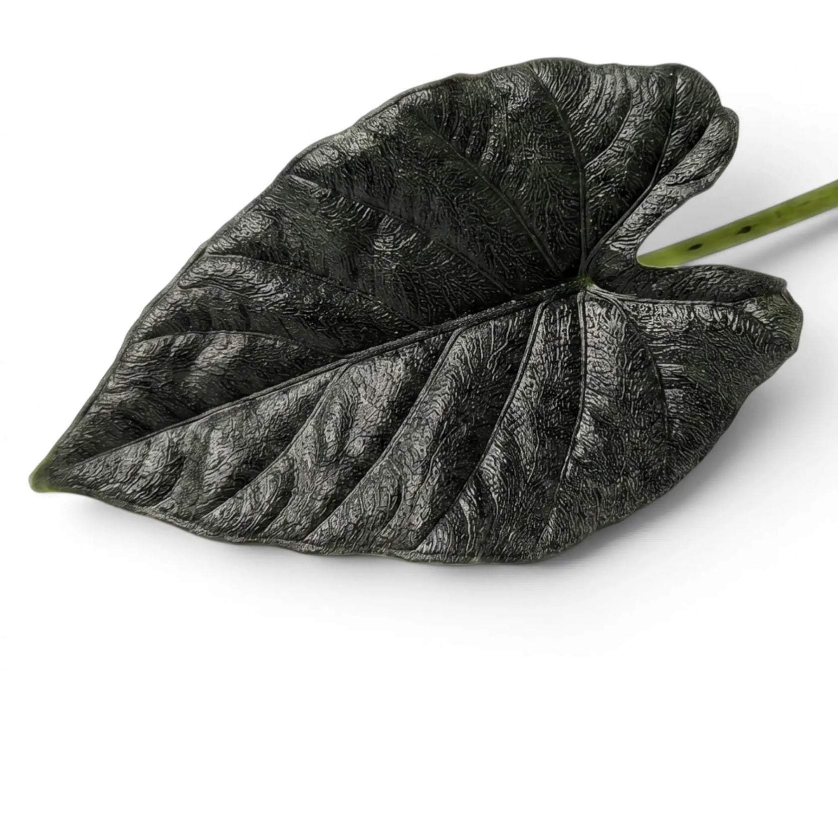 Close-up of Alocasia Antoto Velvet leaf with almost black colouration and pubescent surface on a white background