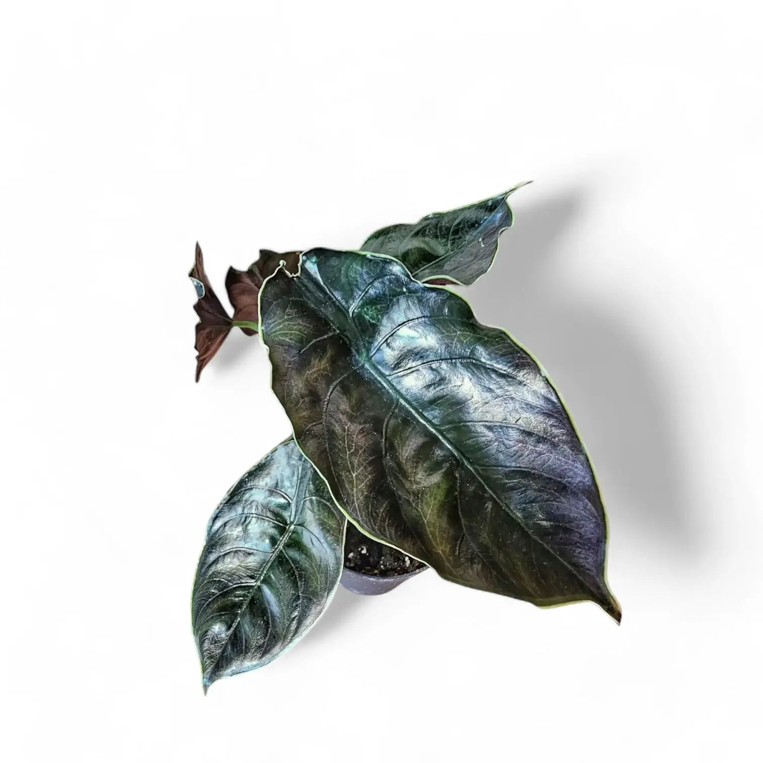 Alocasia azlanii potted plant in nursery pot on white background.