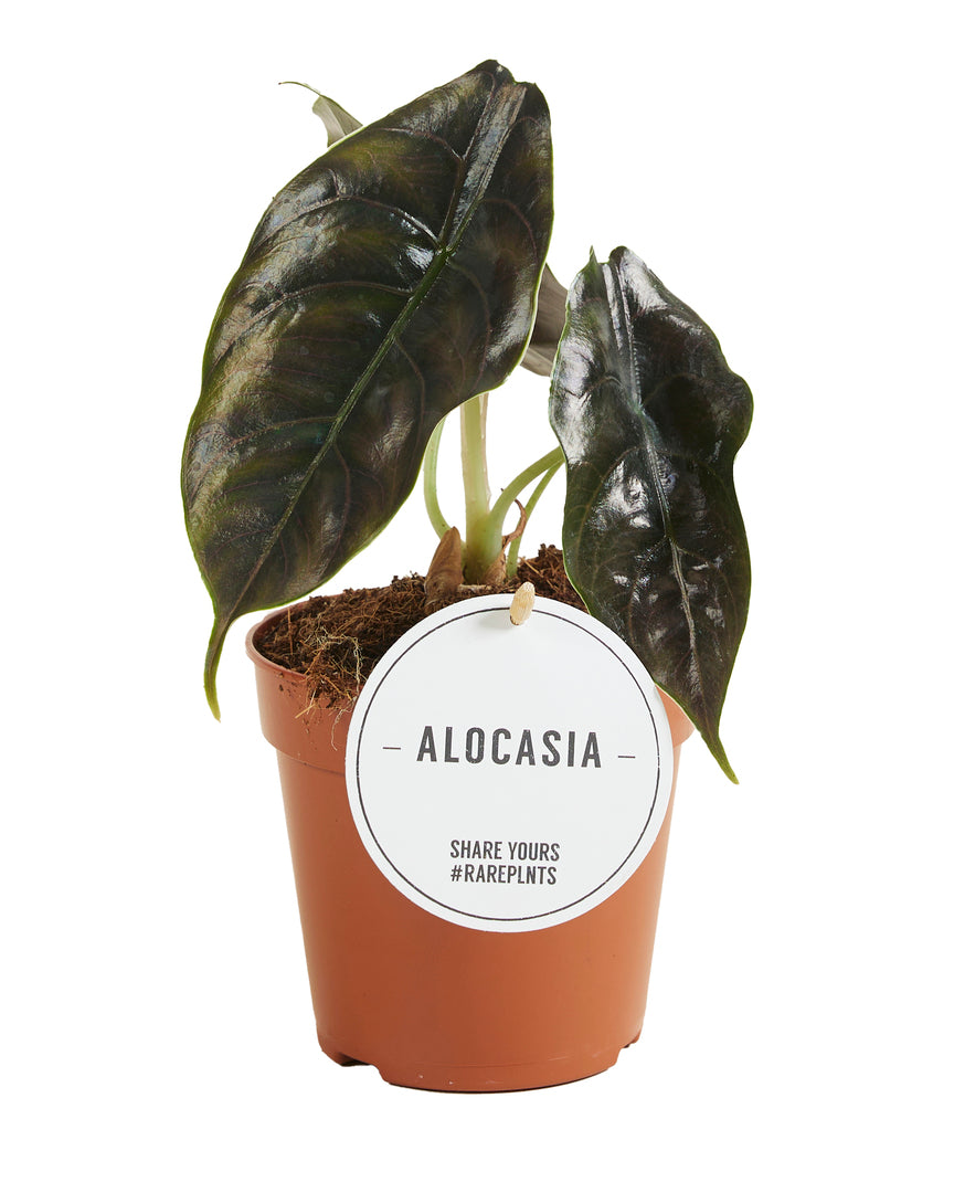 Alocasia azlanii potted plant in nursery pot on white background.