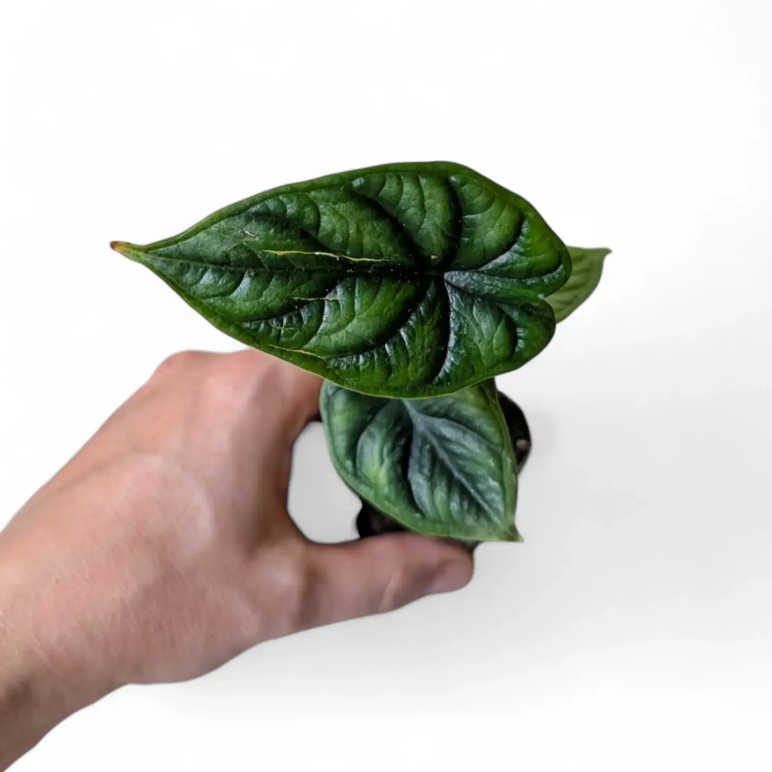 Alocasia baginda 'Dragon scale' potted plant in nursery pot on white background.