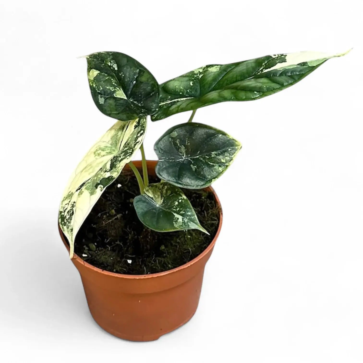 Alocasia baginda 'Dragon scale' albo-variegata potted plant in nursery pot on white background.