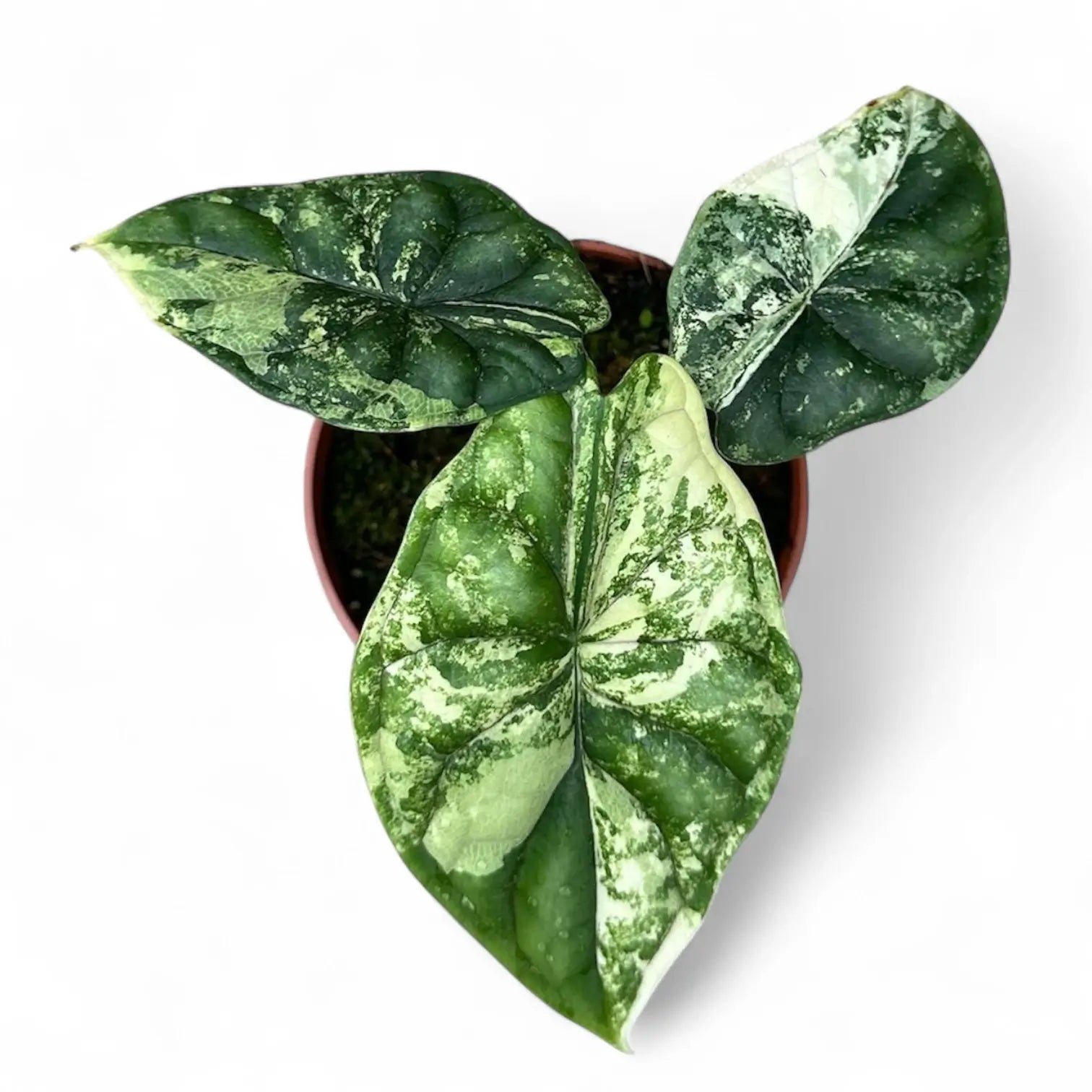Alocasia baginda 'Dragon scale' albo-variegata potted plant in nursery pot on white background.