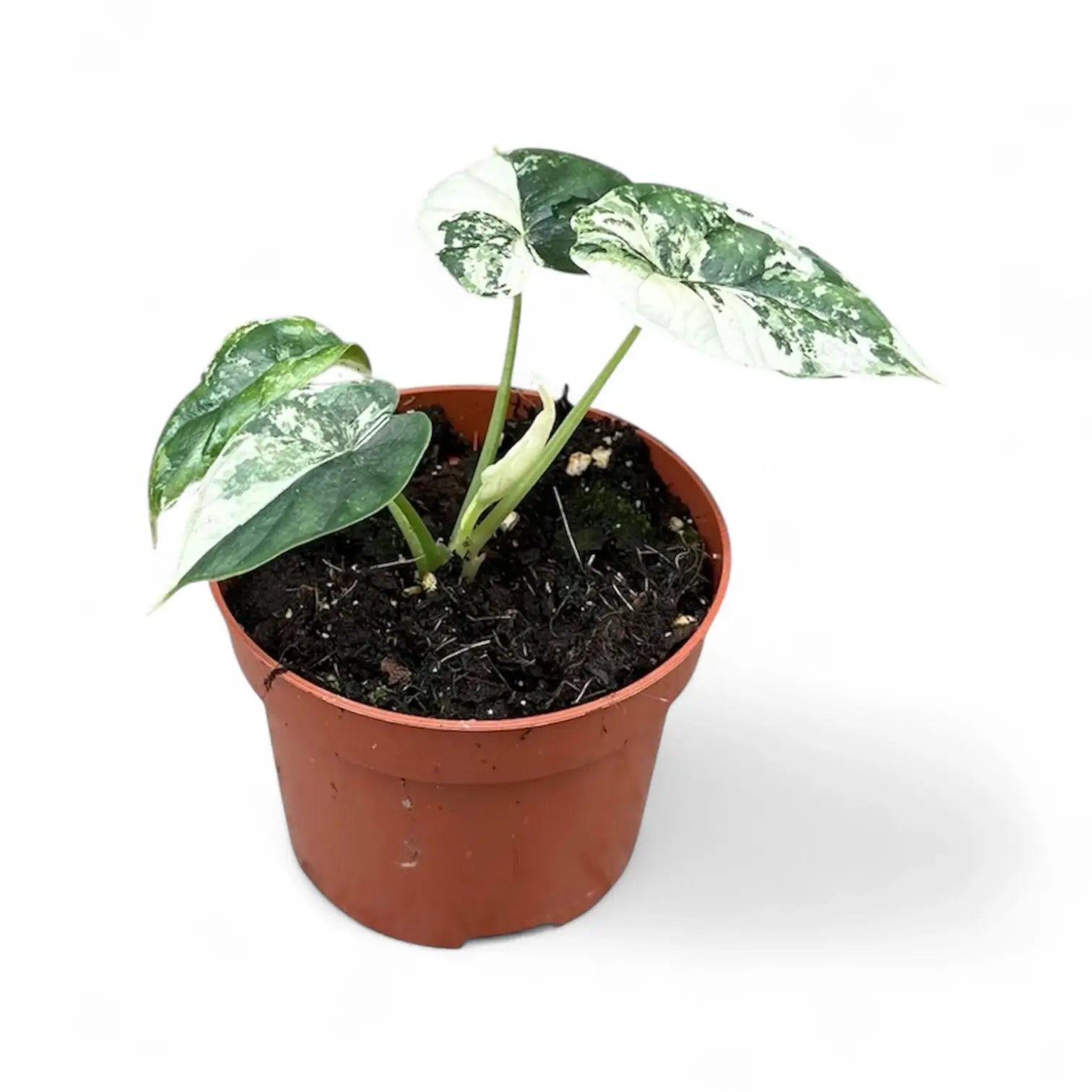 Alocasia baginda 'Dragon scale' albo-variegata potted plant in nursery pot on white background.