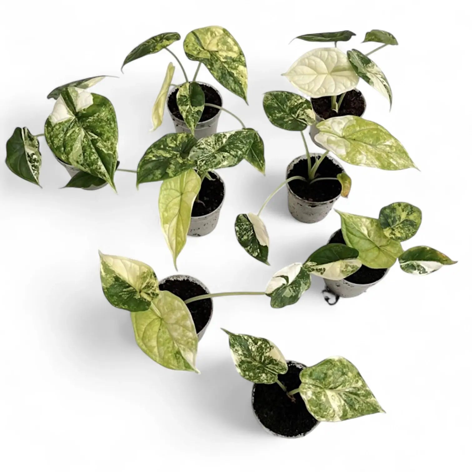 Alocasia baginda 'Dragon scale' Mint Variegata – Zimmerpflanze im Kulturtopf auf weißem Hintergrund, Produktfoto 15.