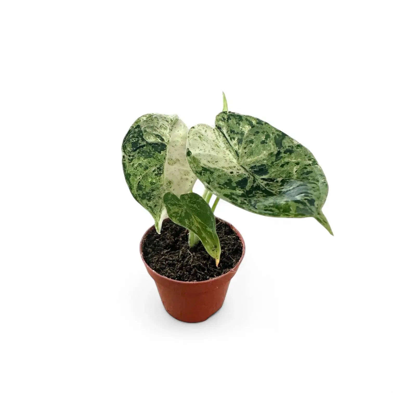 Alocasia baginda 'Dragon scale' Mint Variegata – Zimmerpflanze im Kulturtopf auf weißem Hintergrund, Produktfoto 8.