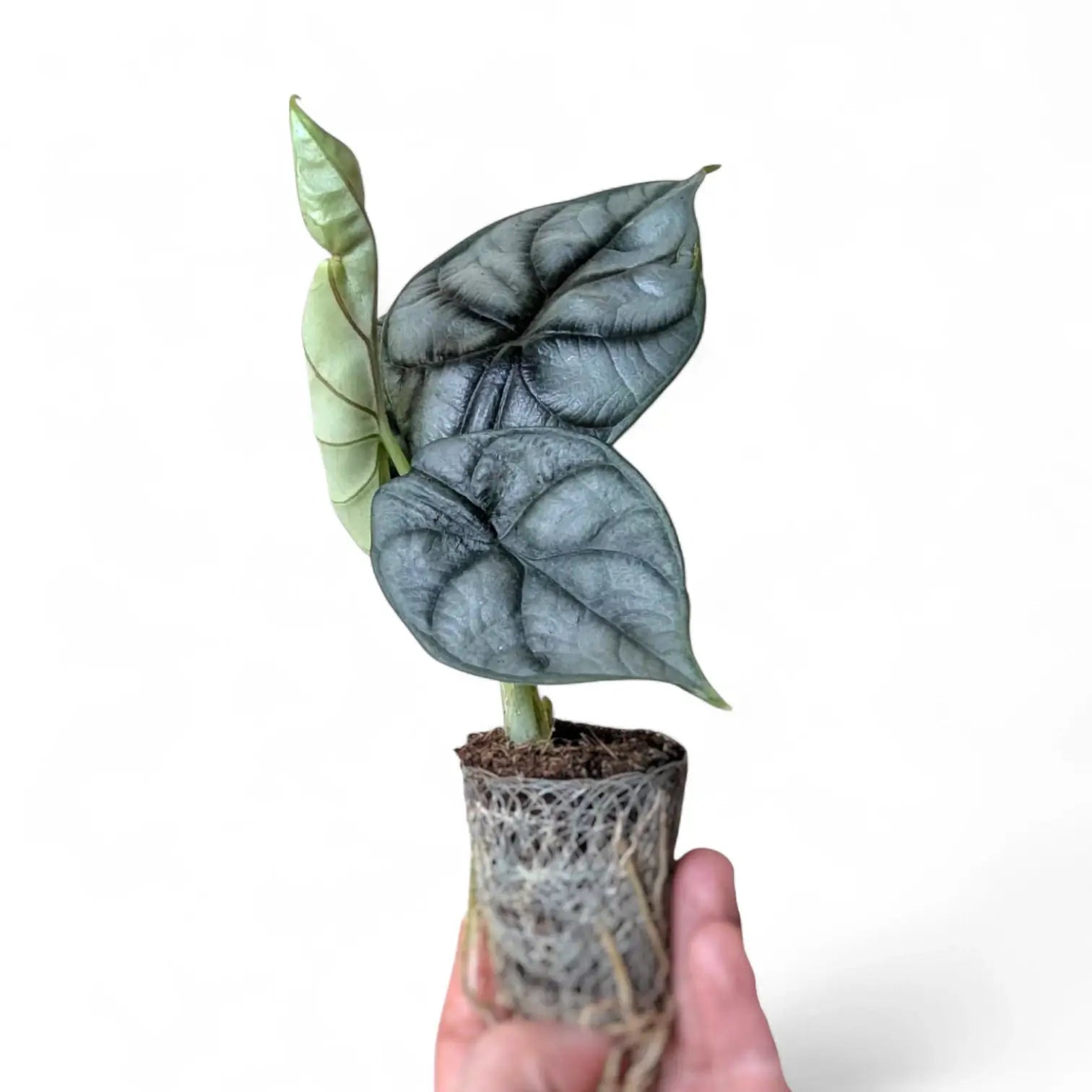 Alocasia baginda 'Silver dragon' – Zimmerpflanze im Kulturtopf auf weißem Hintergrund, Produktfoto 3.
