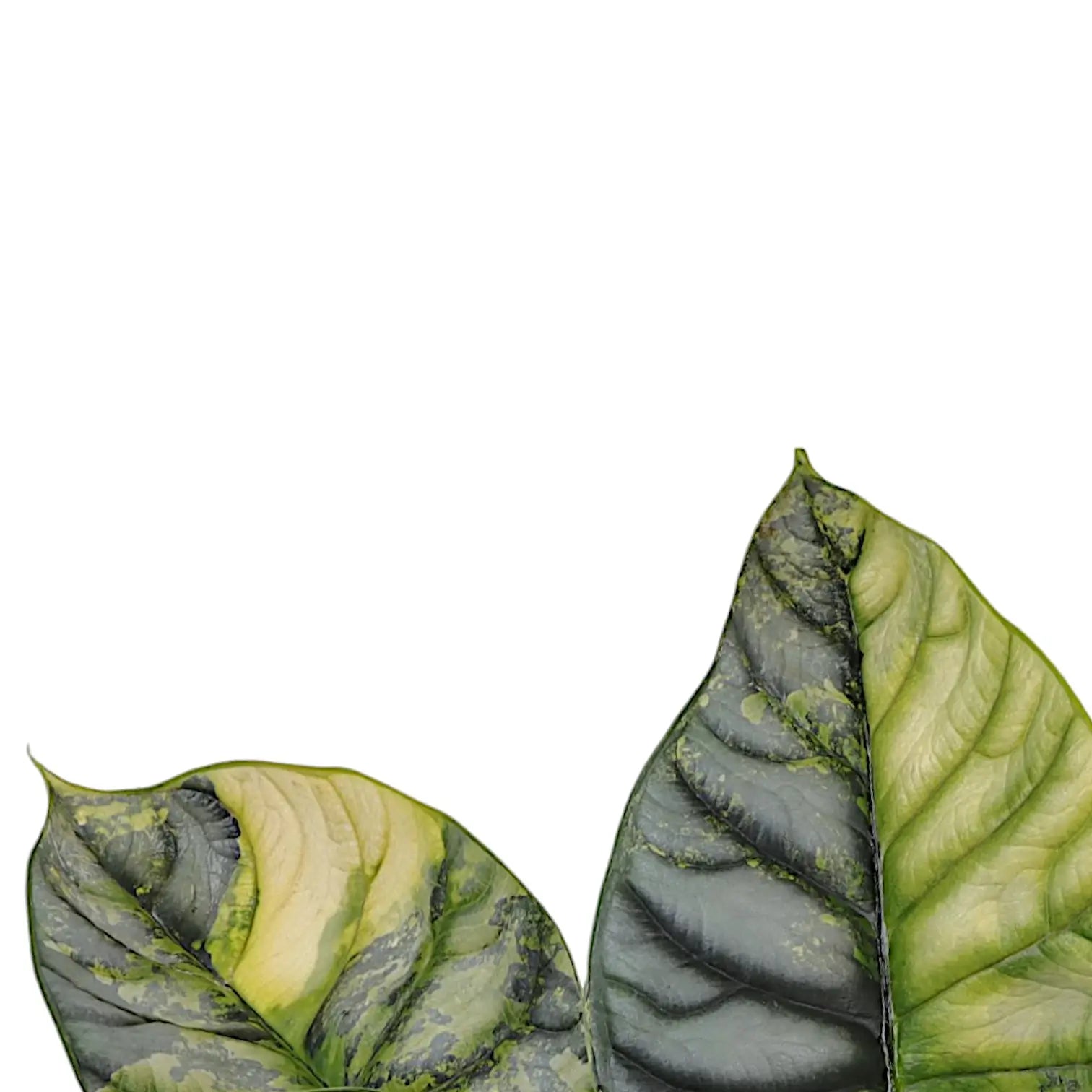 Nahaufnahme von Alocasia baginda 'Silver dragon' variegata aurea vor weißem Hintergrund.