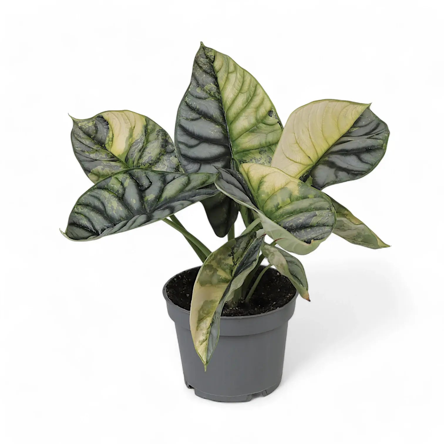 Alocasia baginda 'Silver dragon' variegata aurea potted plant in nursery pot on white background.