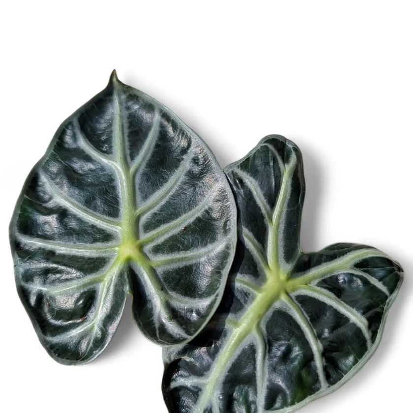 Alocasia ‘Balloon Heart’ close-up of leaf on white background.