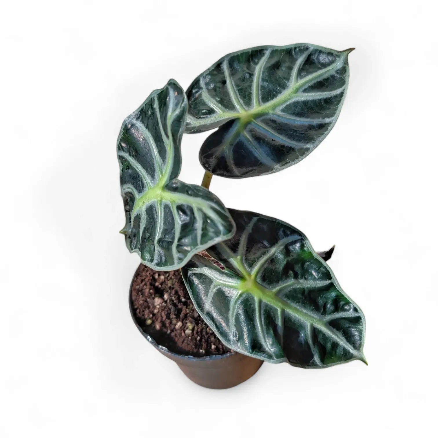 Alocasia ‘Balloon Heart’ potted plant in nursery pot on white background.