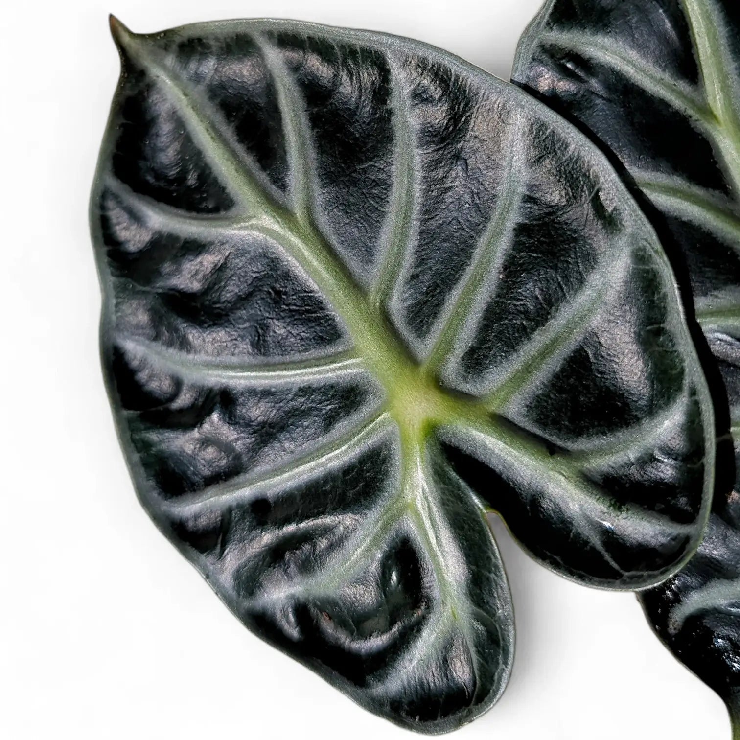 Alocasia ‘Balloon Heart’ potted plant in nursery pot on white background.