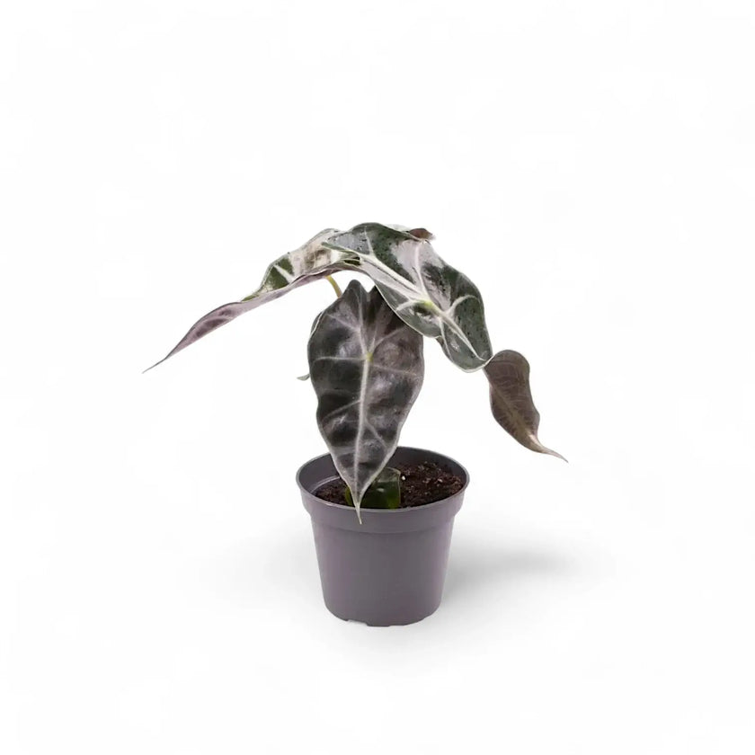 Alocasia 'Bambino Arrow' potted plant in nursery pot on white background.