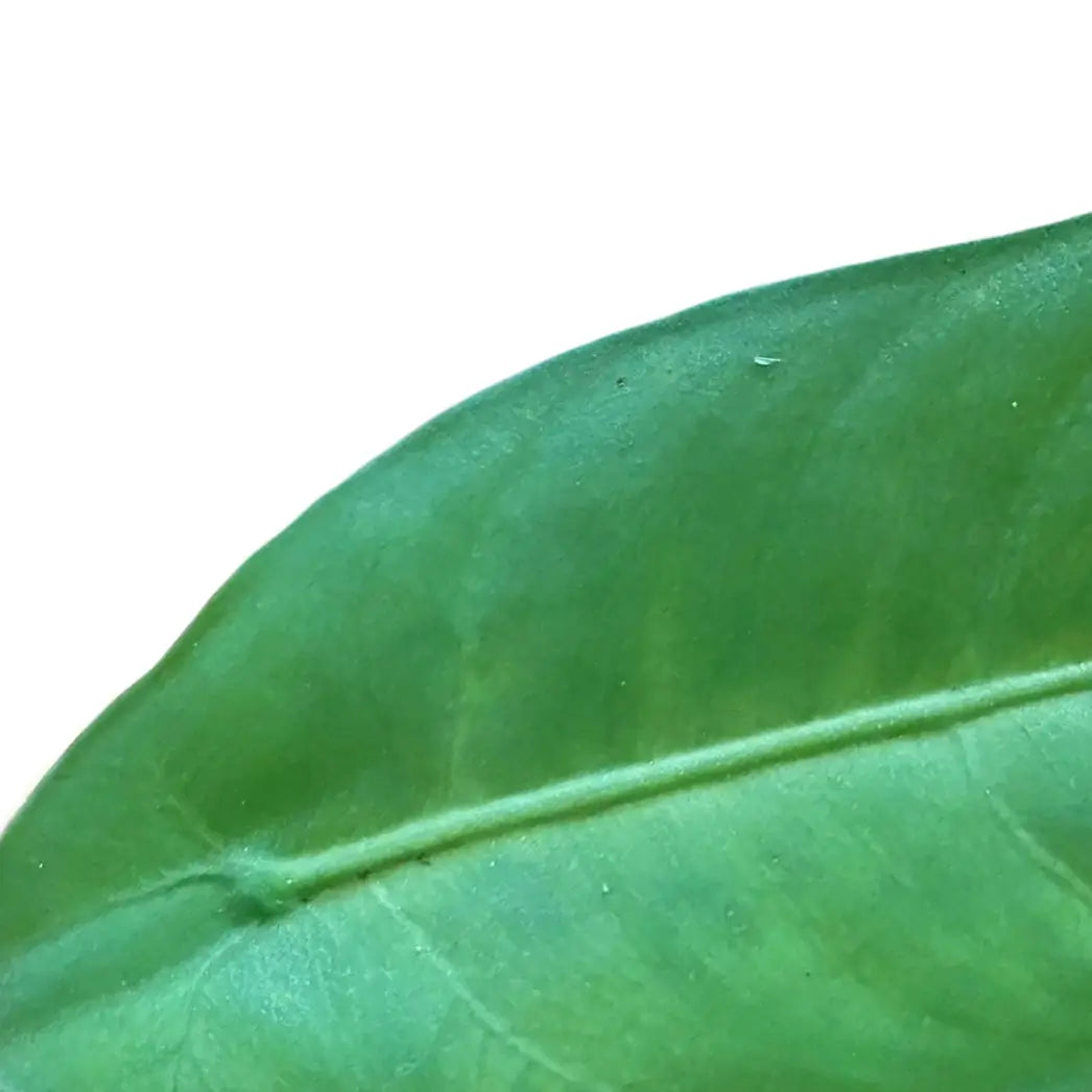 Alocasia beccarii leaf close-up on white background.