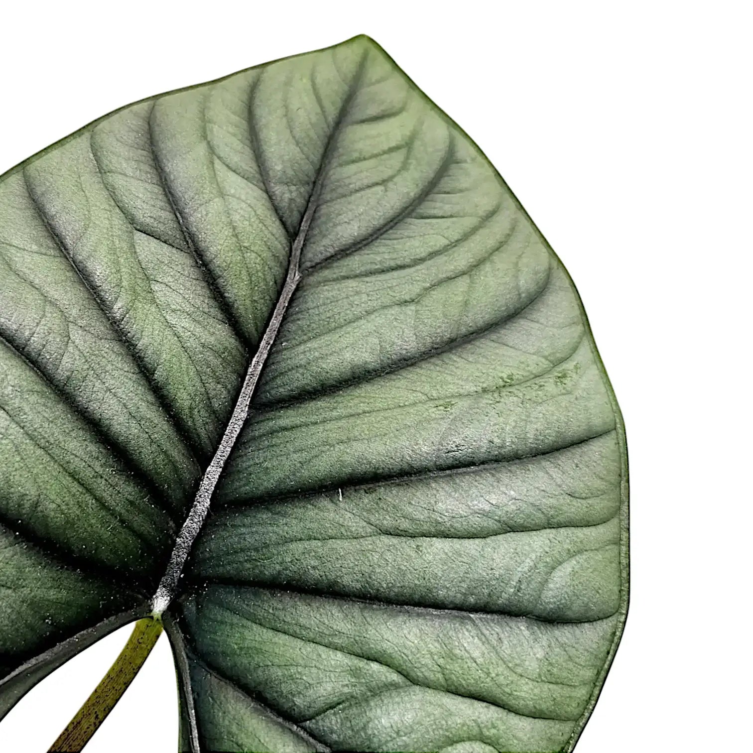 Alocasia 'Bisma' leaf detail on white background.