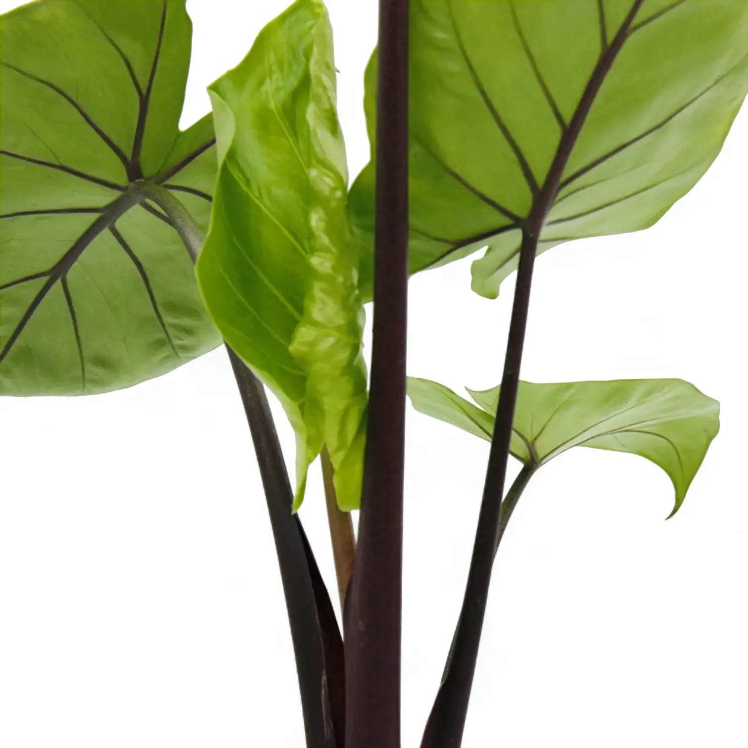 Alocasia 'Black Cobra' leaf detail on white background.