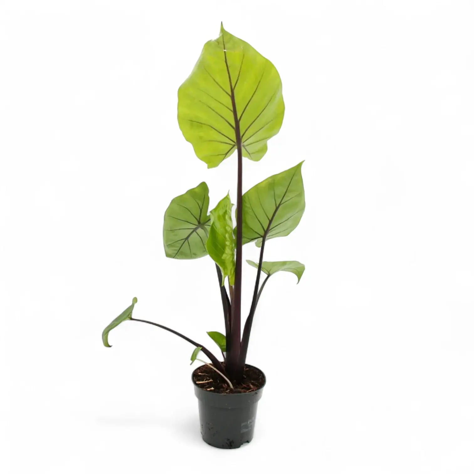 Alocasia 'Black Cobra' potted plant in nursery pot on white background.