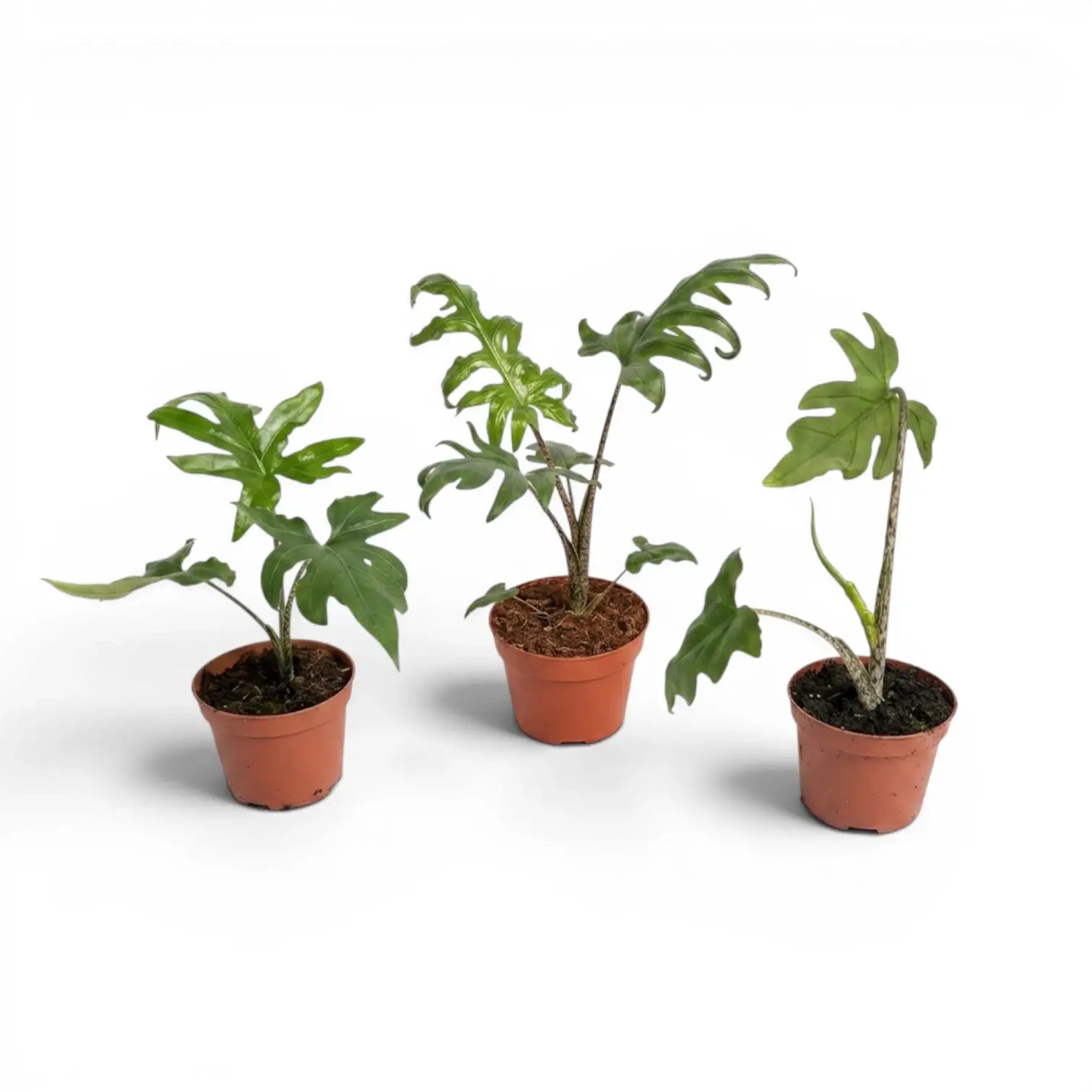 Kleine Jungpflanze von Alocasia brancifolia mit grünen, handförmig geteilten Blättern im Anzuchttopf vor weißem Hintergrund