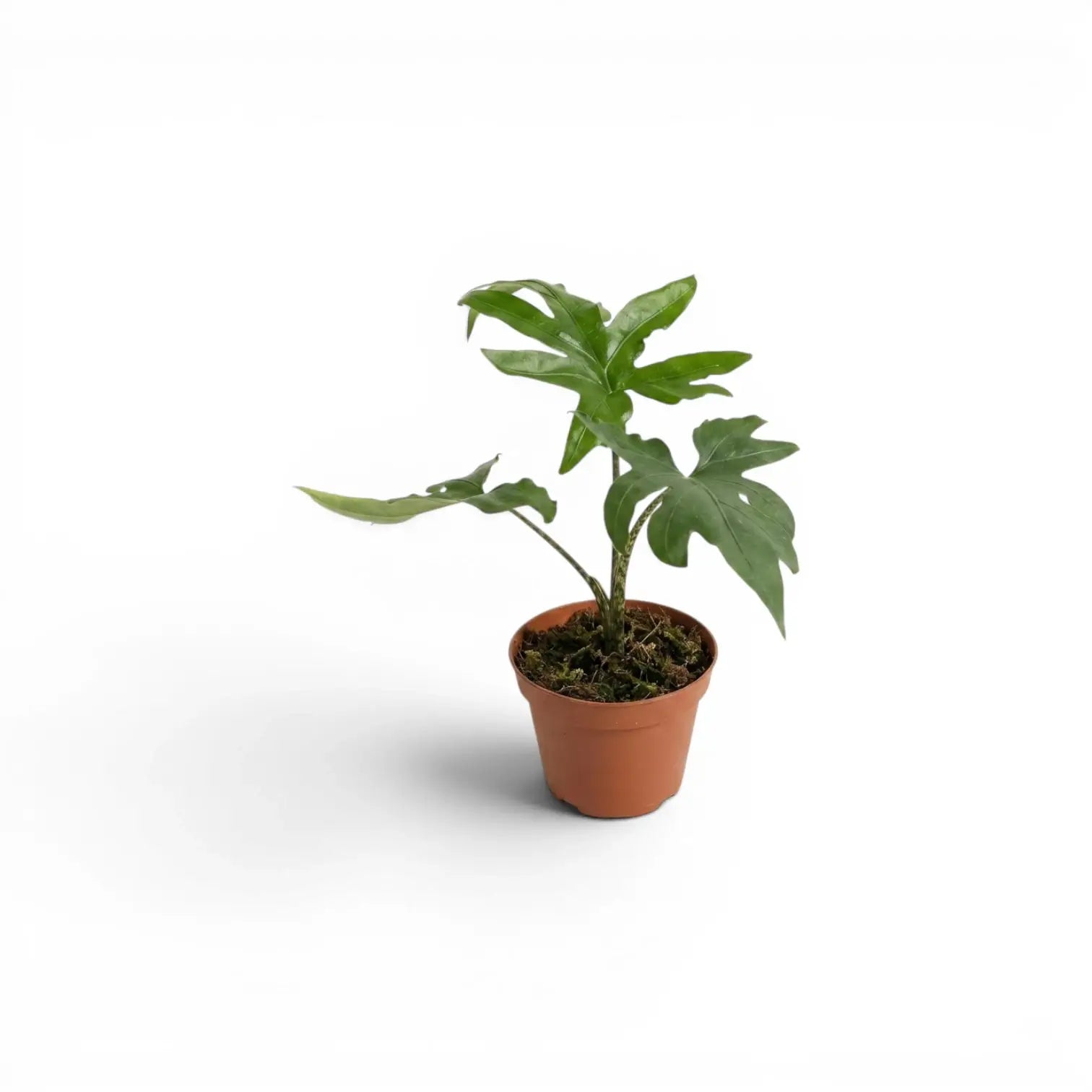 Kleine Jungpflanze von Alocasia brancifolia mit grünen, handförmig geteilten Blättern im Anzuchttopf vor weißem Hintergrund