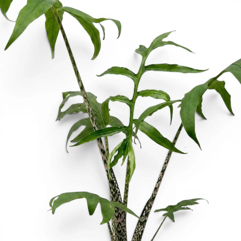 Close-up of Alocasia brancifolia pink stems and green palmate leaves on a white background