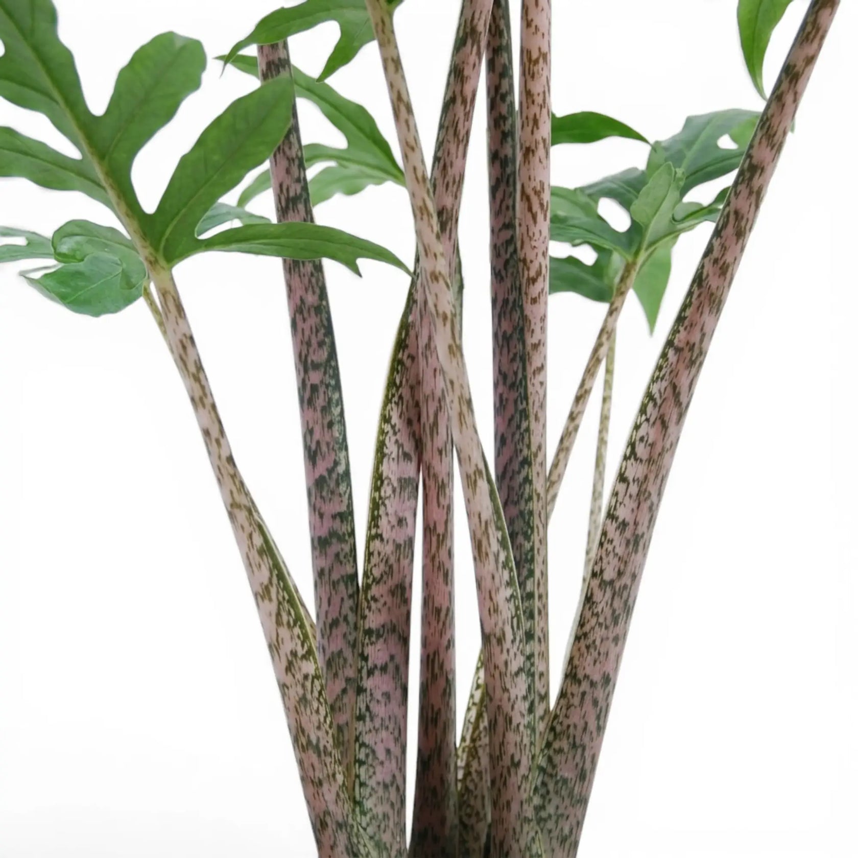 Nahaufnahme von rosa Blattstielen und grünen, handförmig geteilten Blättern von Alocasia brancifolia vor weißem Hintergrund