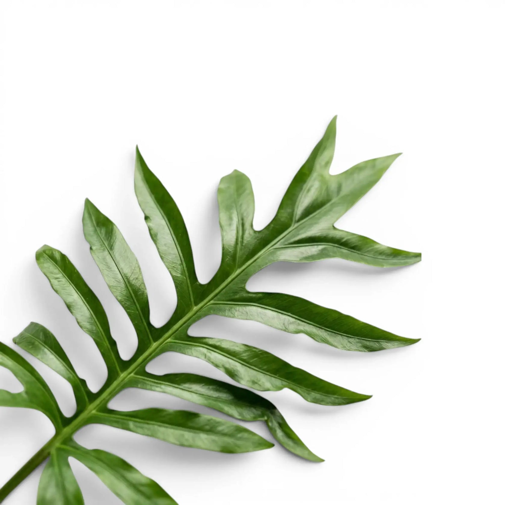 Nahaufnahme eines grünen, tief gelappten Blatts von Alocasia brancifolia vor weißem Hintergrund