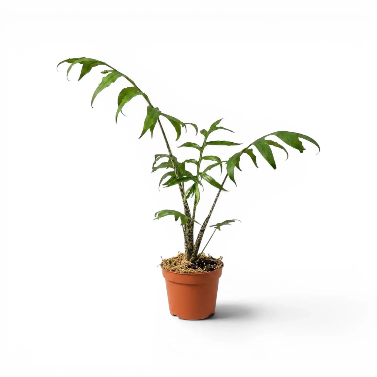 Mittelgroße Alocasia brancifolia mit grünen, handförmig geteilten Blättern im Anzuchttopf vor weißem Hintergrund