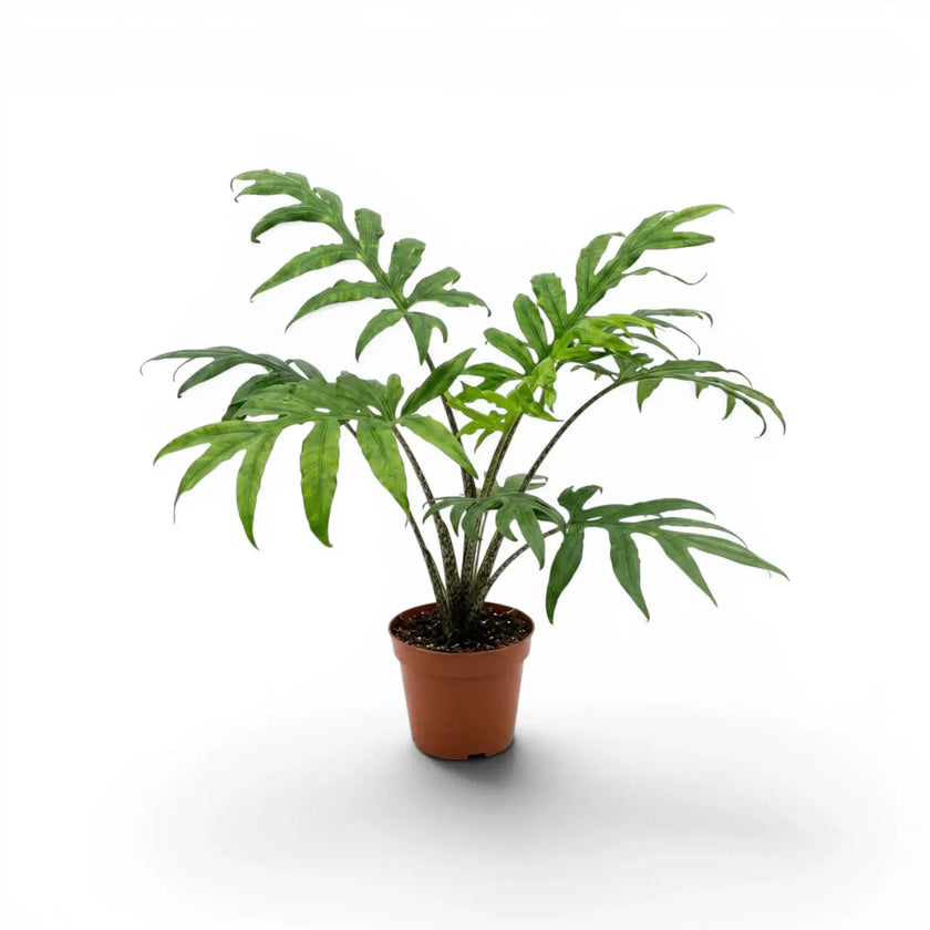 Alocasia brancifolia medium-sized plant with green palmate leaves in a nursery pot on a white background