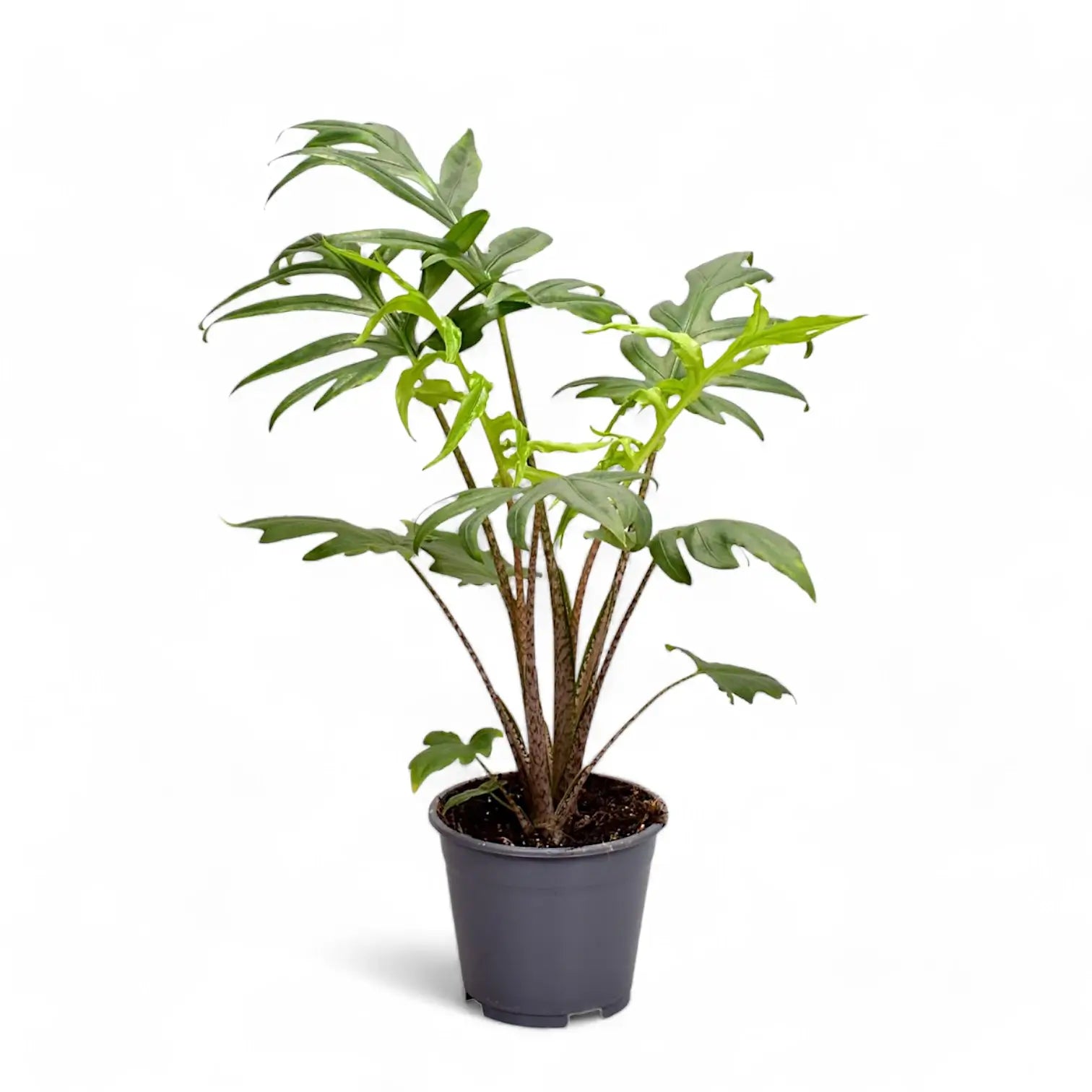Alocasia brancifolia 'Pink Passion' potted plant in nursery pot on white background.