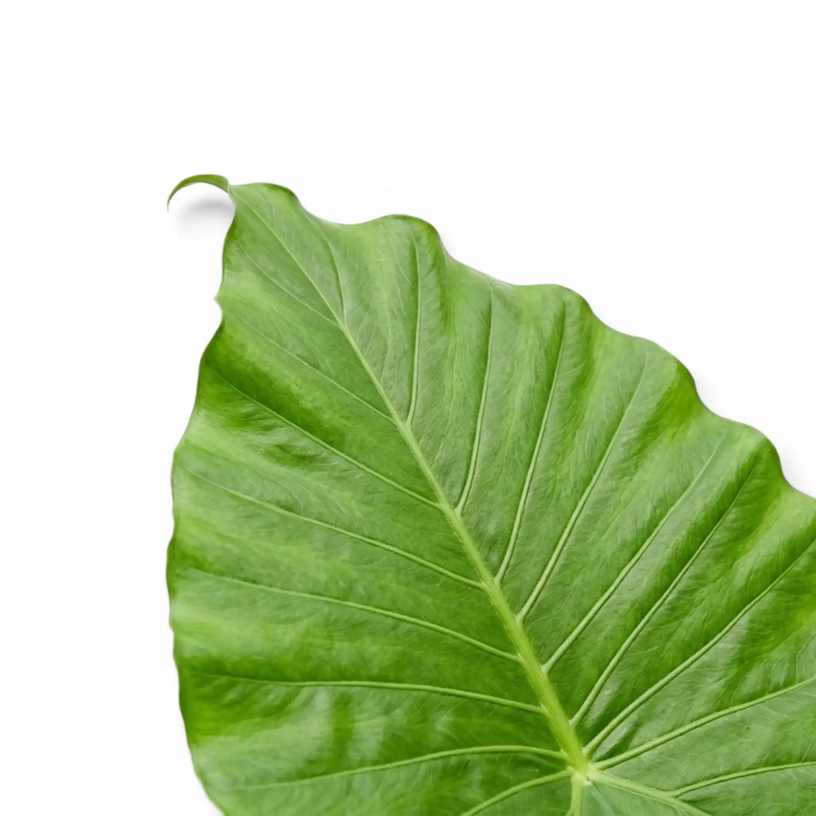Nahaufnahme eines großen Blatts von Alocasia California vor weißem Hintergrund